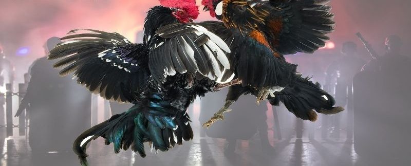 Đá Gà Trực Tiếp 88 - Sảnh Giải Trí Ăn Khách Số 1 Tại 78win 4 Đá gà trực tiếp 88