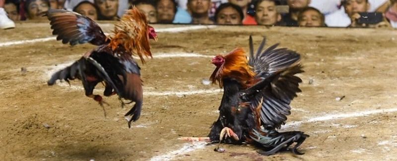 Đá Gà Trực Tiếp 88 - Sảnh Giải Trí Ăn Khách Số 1 Tại 78win 6 Ưu điểm tạo nên sức hút cho đá gà online 88