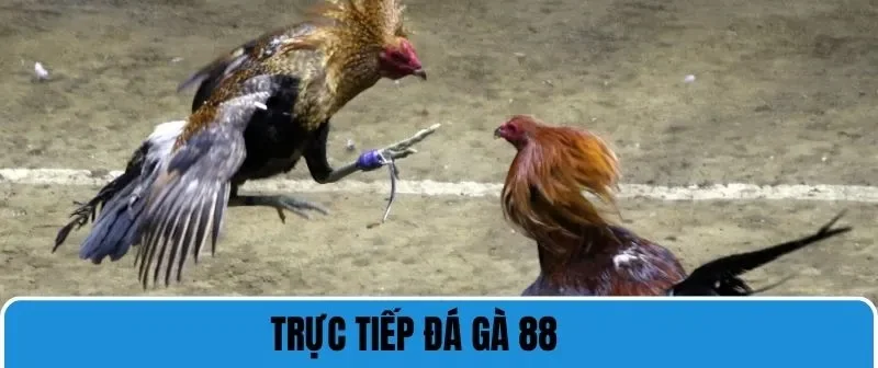Trực Tiếp Đá Gà 88 - Trải Nghiệm Chất Lượng Cá Cược Đỉnh Cao 2 trực tiếp đá gà 88